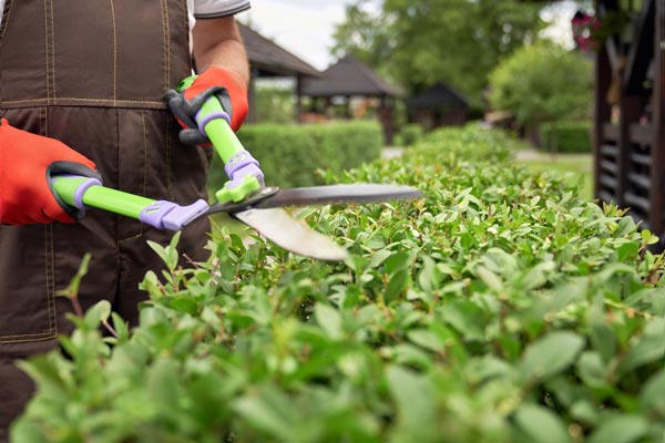 Mantenimiento de jardines